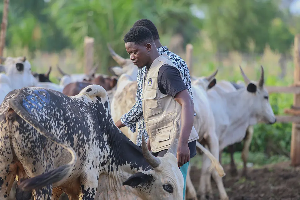 Qurbani / Udhiya cow check