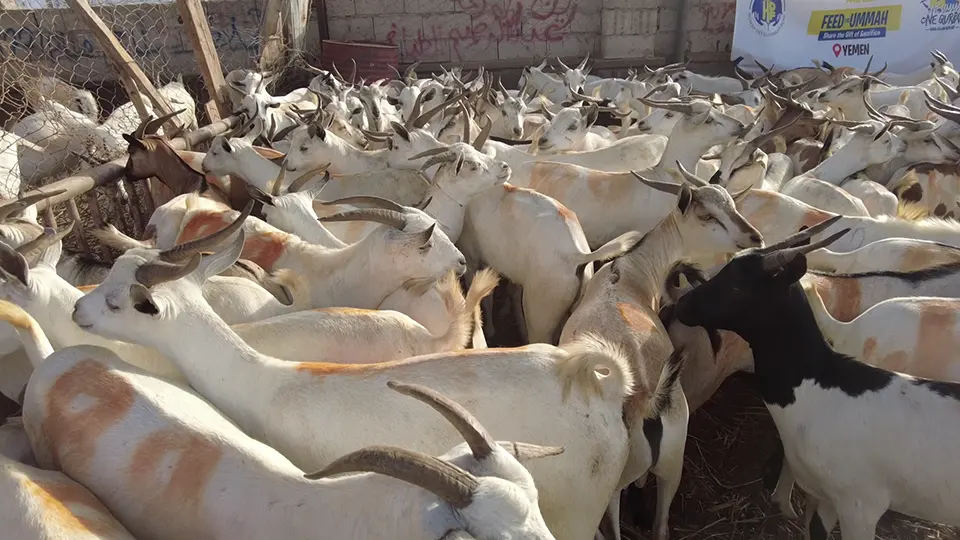 Qurbani / Udhiya goats