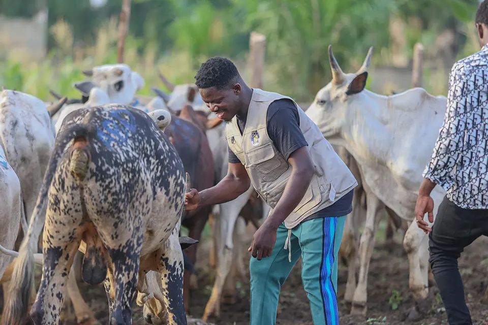 Qurbani / Udhiya cows