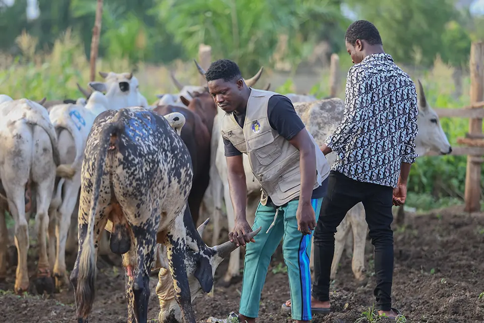 Qurbani / Udhiya cows