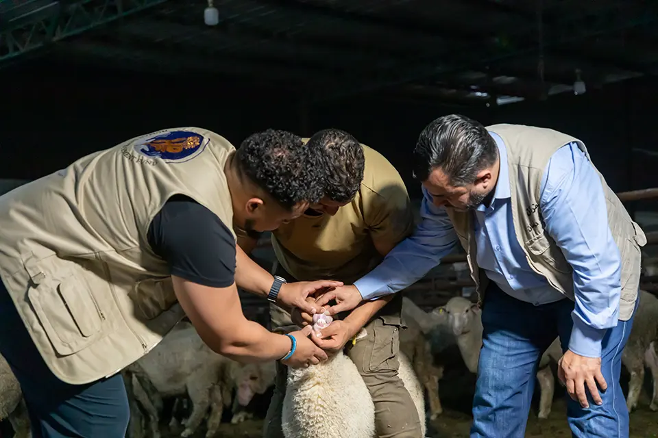 Qurbani / Udhiya sheep check